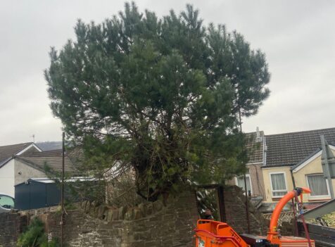 The Benefits of Regular Tree Maintenance for Hereford Gardens