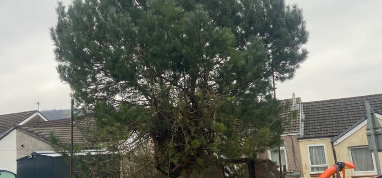 Do I need permission to cut down a Tree in Cirencester