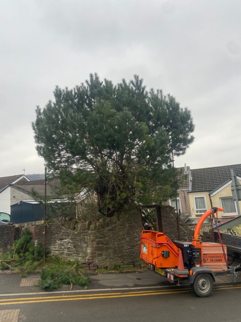Do I need permission to cut down a Tree in Cirencester