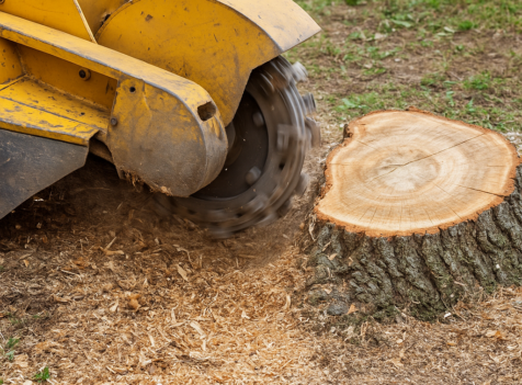Stump Grinding vs Stump Removal