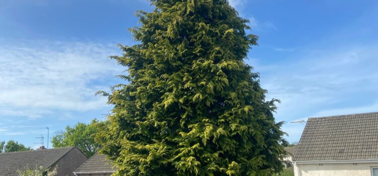 Local Tree Surgeons