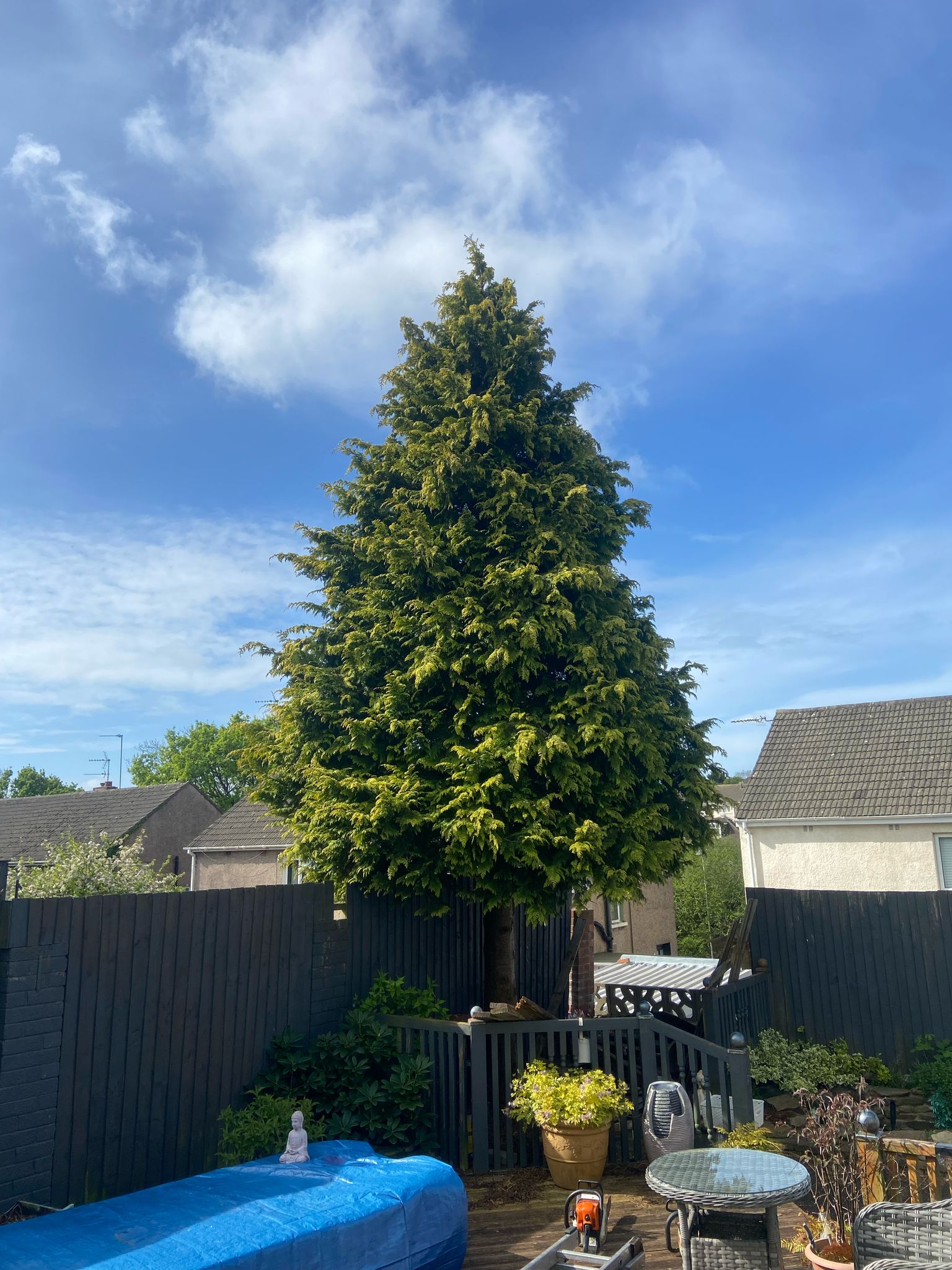 Local Tree Surgeons