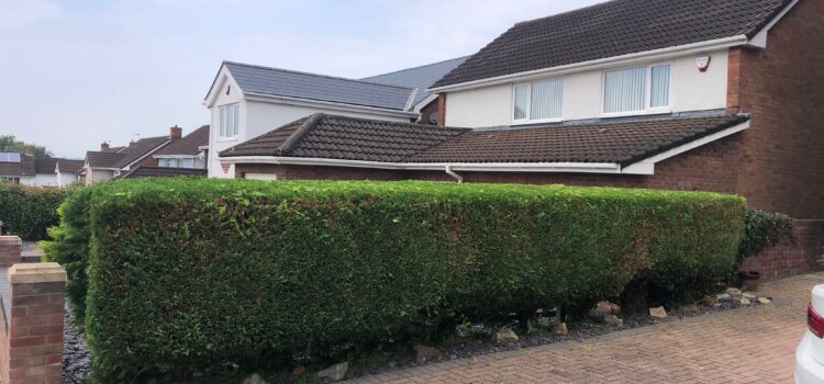 Hedge Cutting Near Me