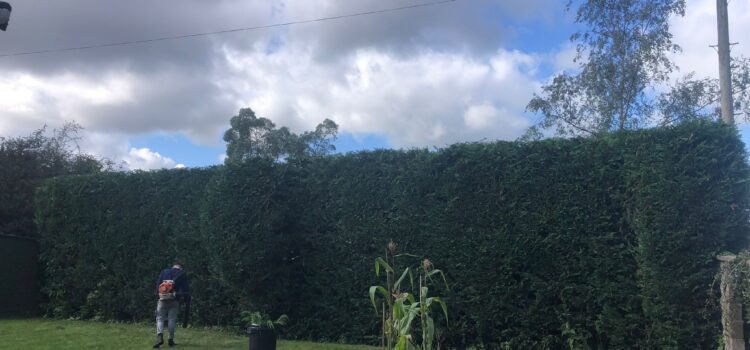 How Much Does Hedge Cutting Cost in Stroud