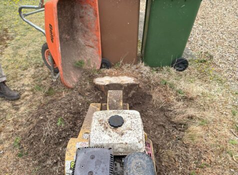 Fir Tree Removal in Cirencester