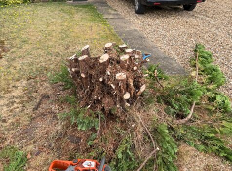 Emergency Tree Work in Gloucester – When to Call the Experts