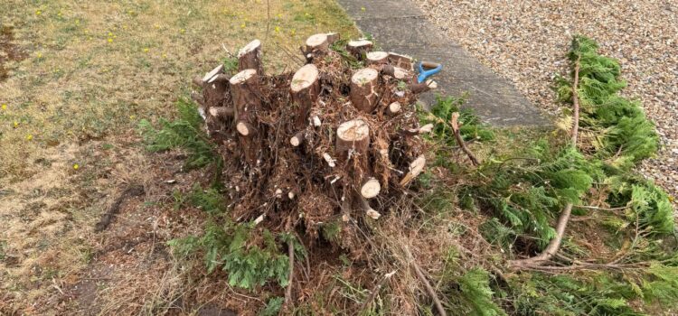 When Should You Remove a Tree in Tewksbury