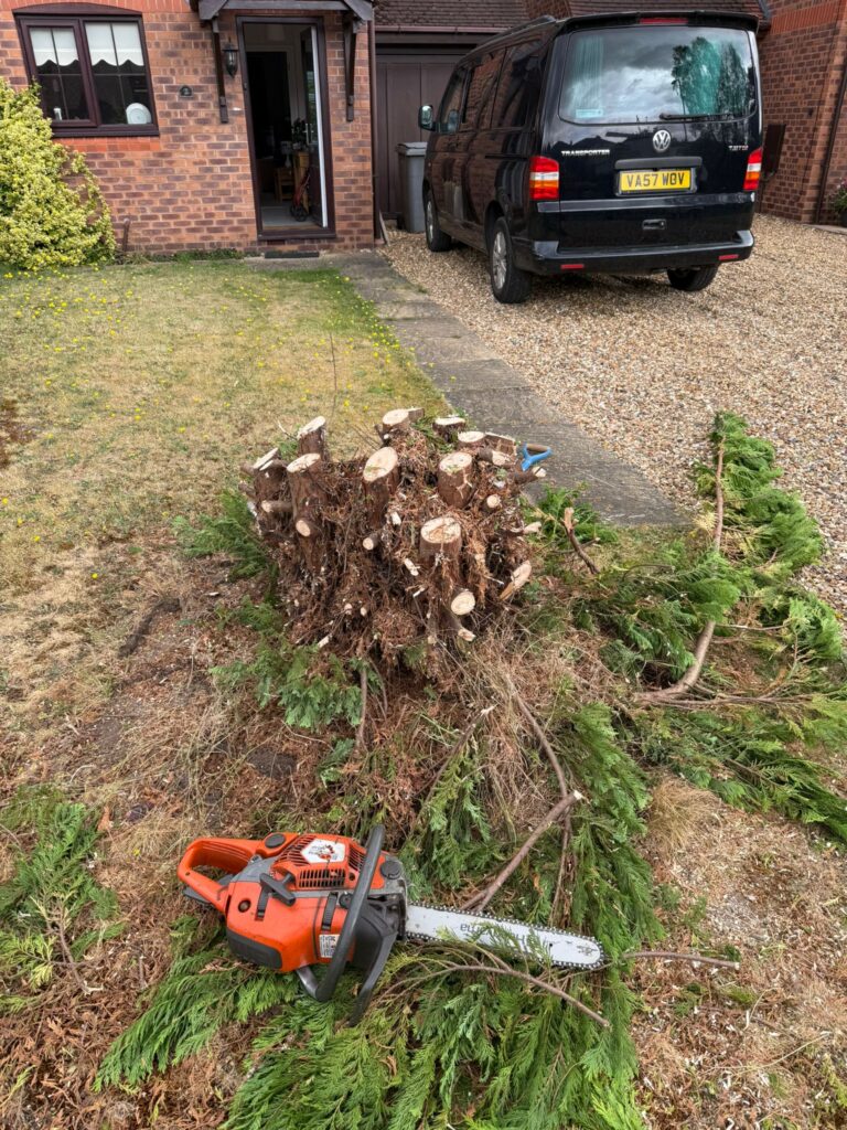 Fir Tree Removal in Cirencester