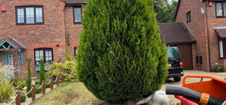 Fir Tree Removal in Cirencester