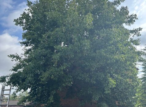 How to Know When a Tree Needs to Be Removed in Hereford