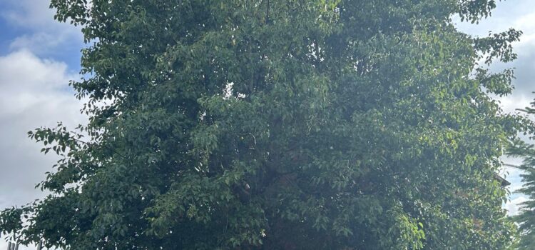 How Much Does Tree Surgery Cost in Tewkesbury