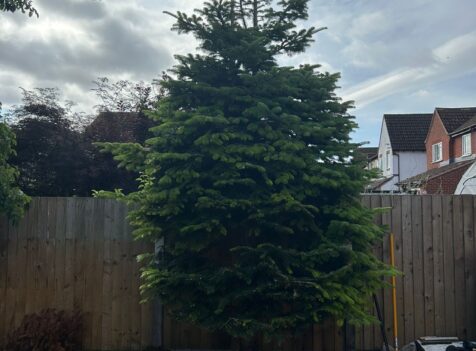 Can Pruning Save a Damaged Tree?