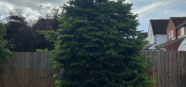 Tree Removal Gloucester