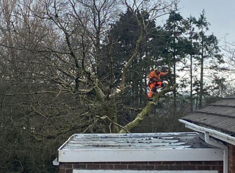 tree surgery Cirencester