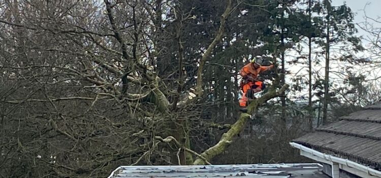 tree surgery Cirencester