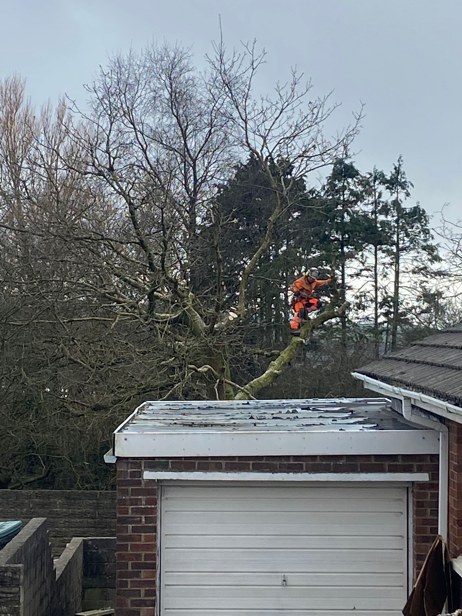 tree surgery Cirencester