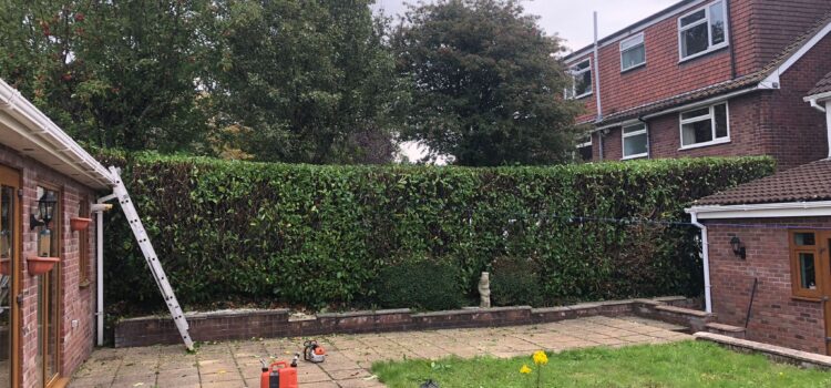 Hedge Cutting Near Me