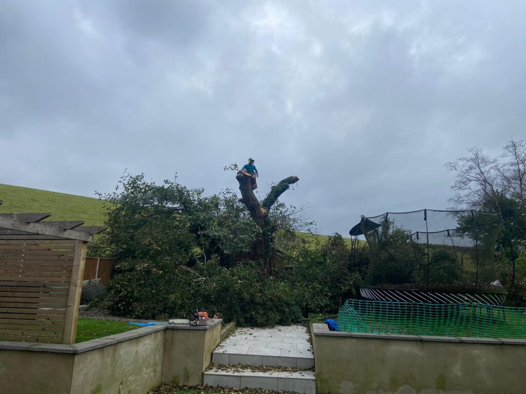 How much is Tree Removal in Cirencester