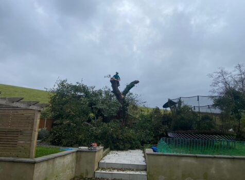 How much is Tree Removal in Cirencester