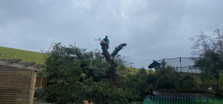 How much is Tree Removal in Cirencester