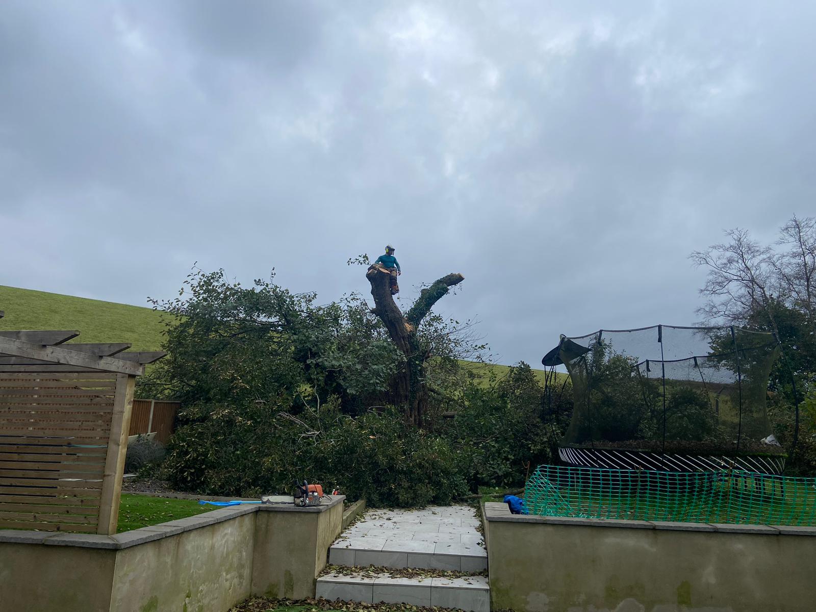 How much is Tree Removal in Cirencester