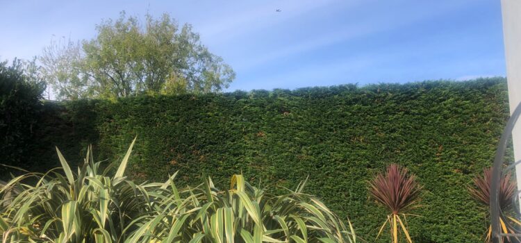 Hedge Cutting Near Me