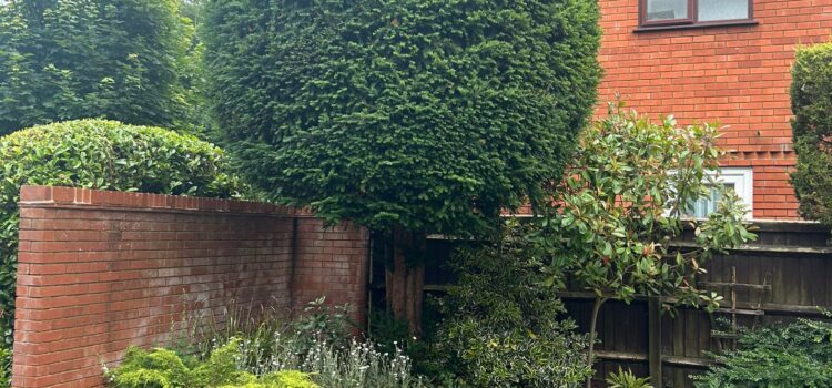 Hedge-removal-swindon