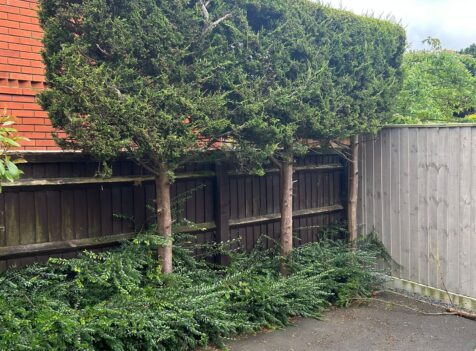 How Much Does Tree Pruning Cost in Gloucester