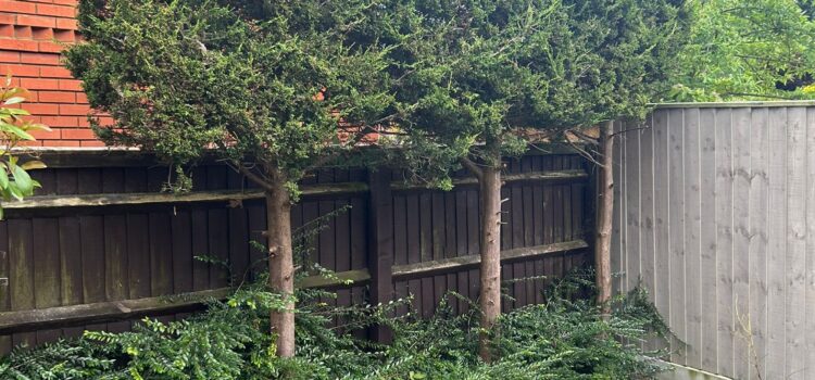 How Much Does Tree Pruning Cost in Gloucester