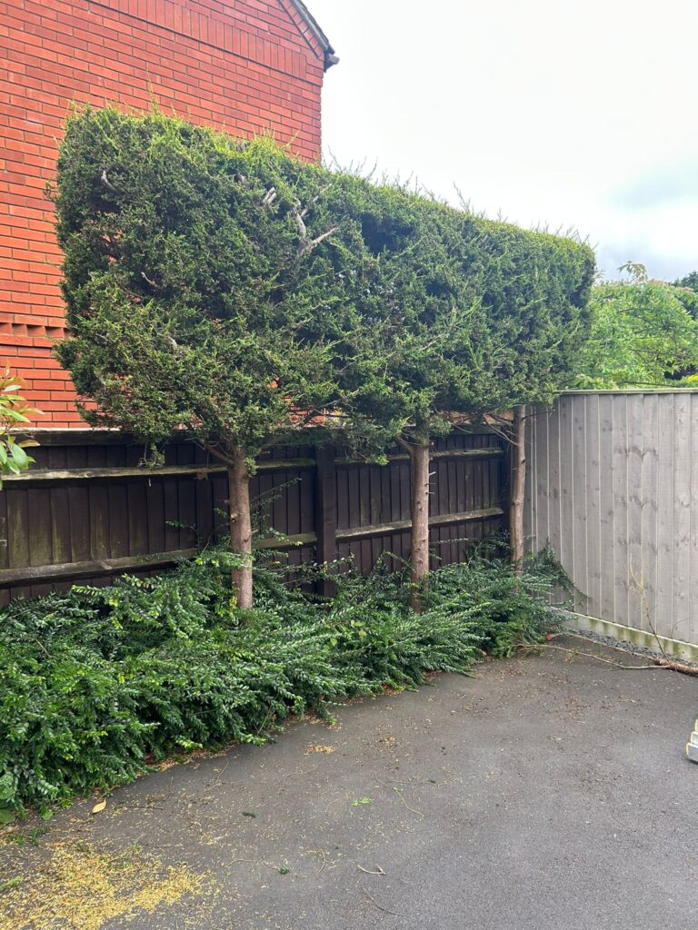 How Much Does Tree Pruning Cost in Gloucester